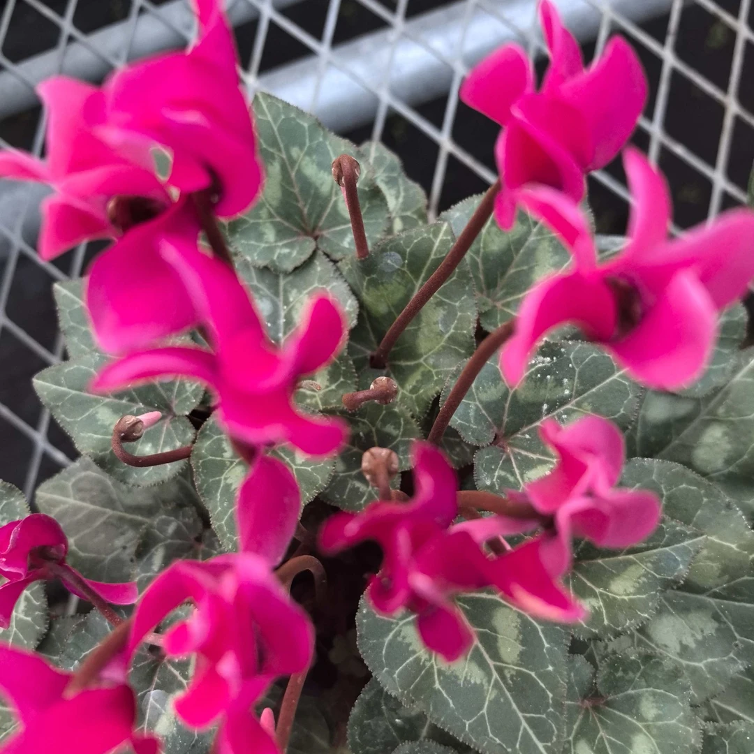 仙客来盆栽花带花发货室内外好养四季花卉