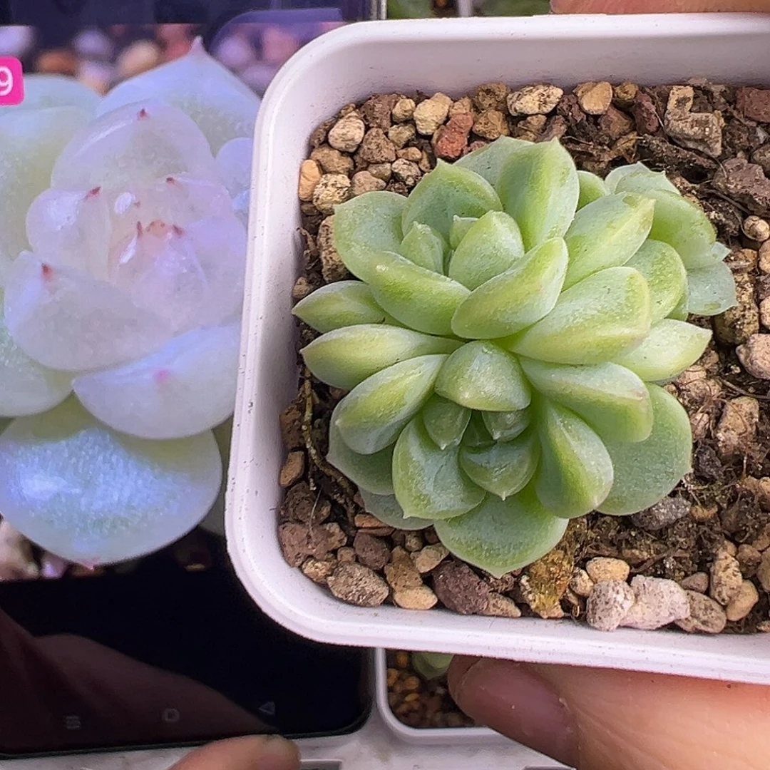 三头财富密码9。