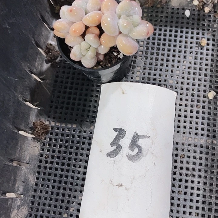 了****～35密密麻麻密密麻麻