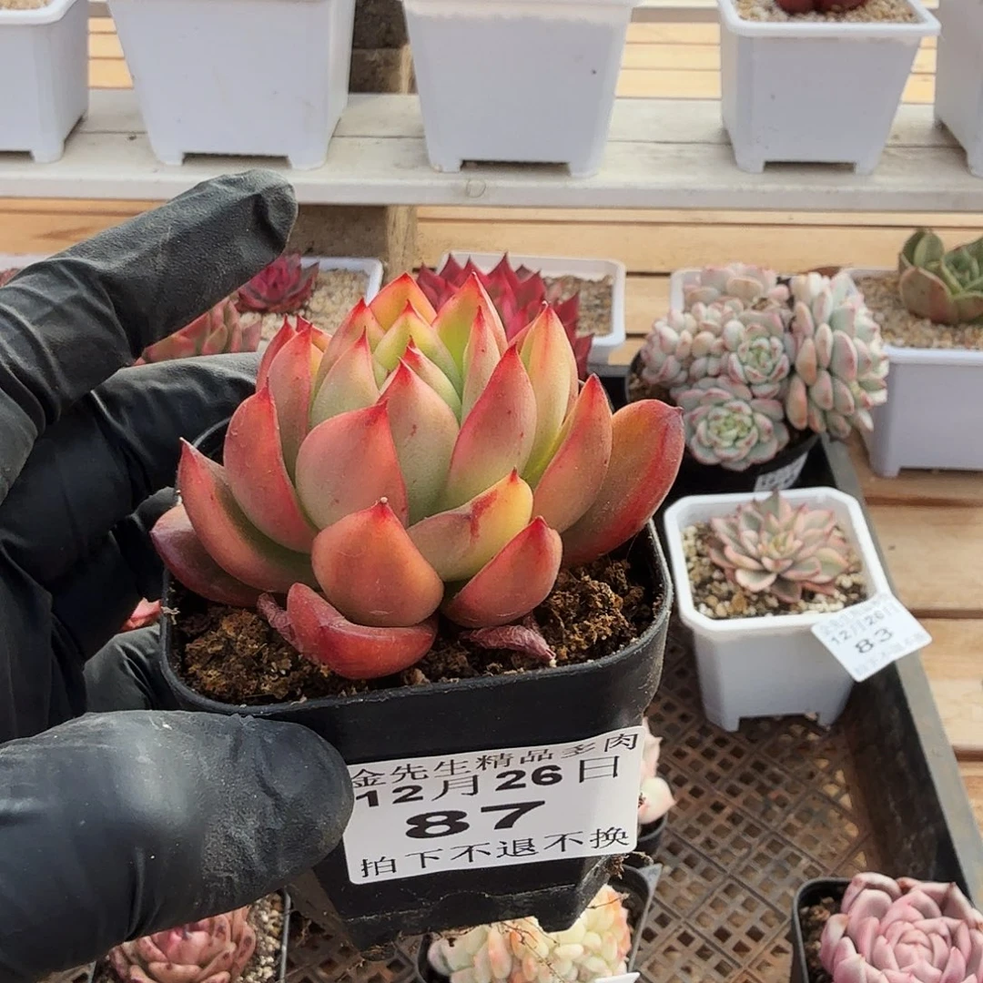 1226-87东云花脸锦