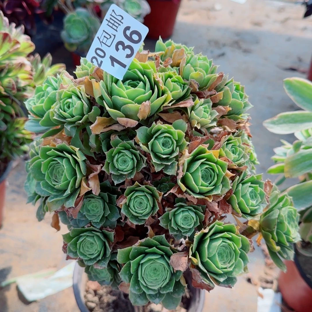 绿羊绒多肉136满20包邮断枝不包