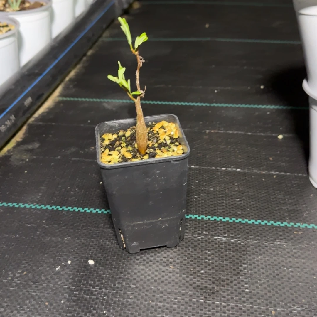 烟***️福利 沙漠苏木 带盆