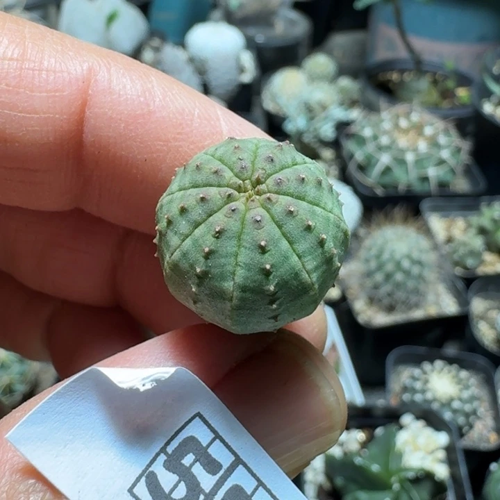 559欧版布纹球脱土发货