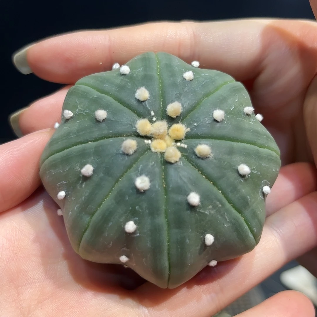 6cm实生琉璃海星兜