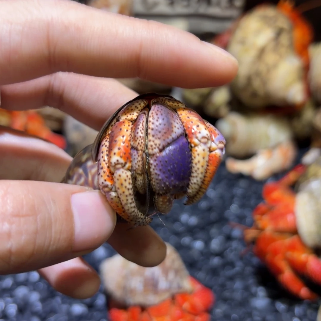 3口胖球西伯寄居蟹一只