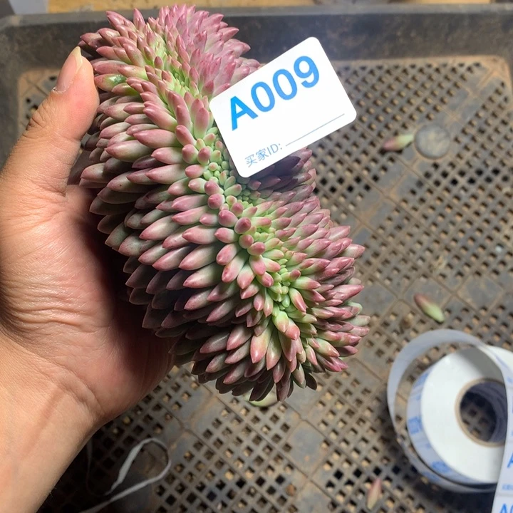 谁***钱009 满28冷链脱土发货