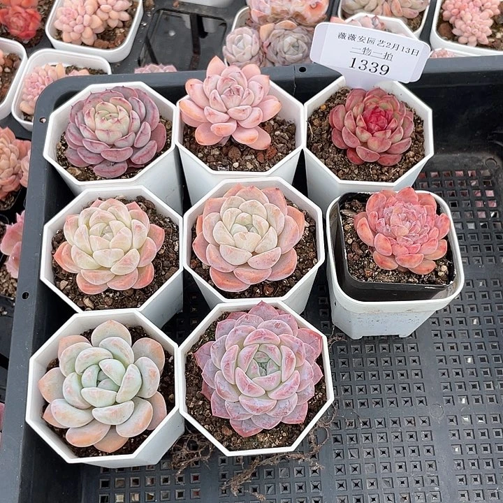 薇薇安园艺多肉1339