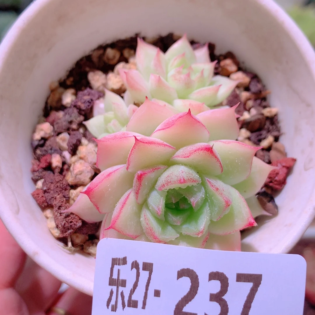 乐然27-237 女王玫瑰