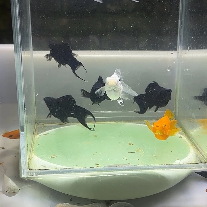 海水精品玛丽球3条