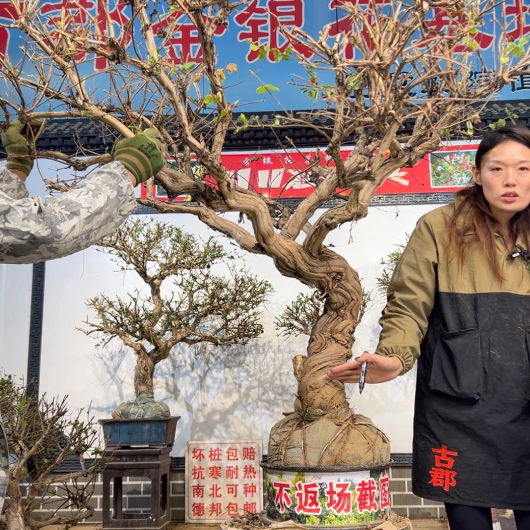 无花朵金银花88888888888888