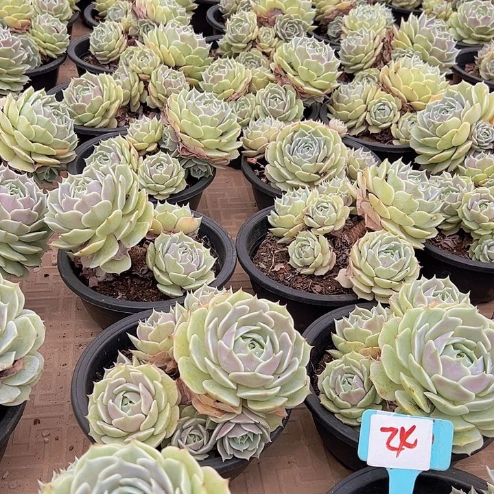 24露娜莲一个多肉