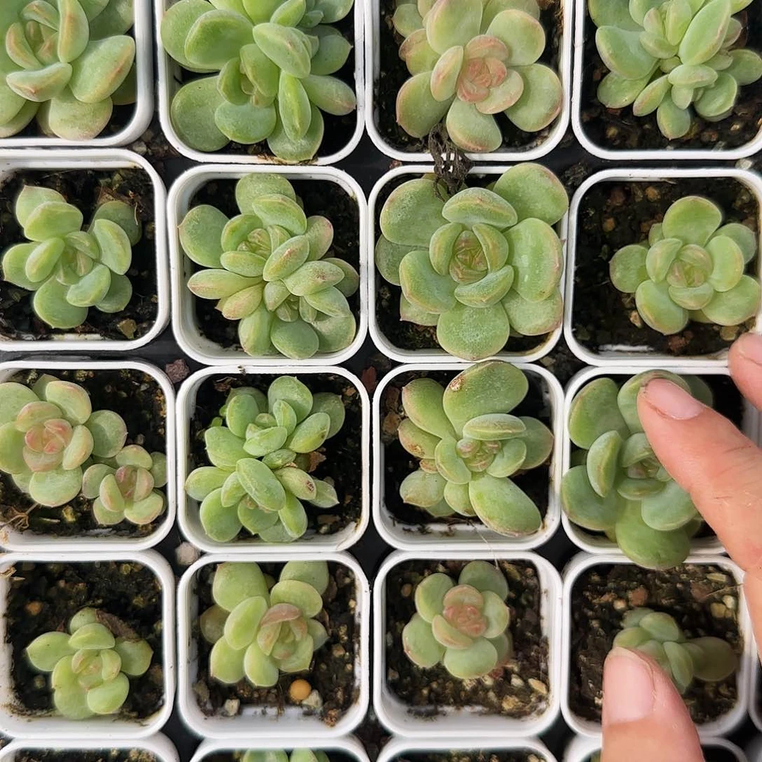 琴心盆一个满25包邮
