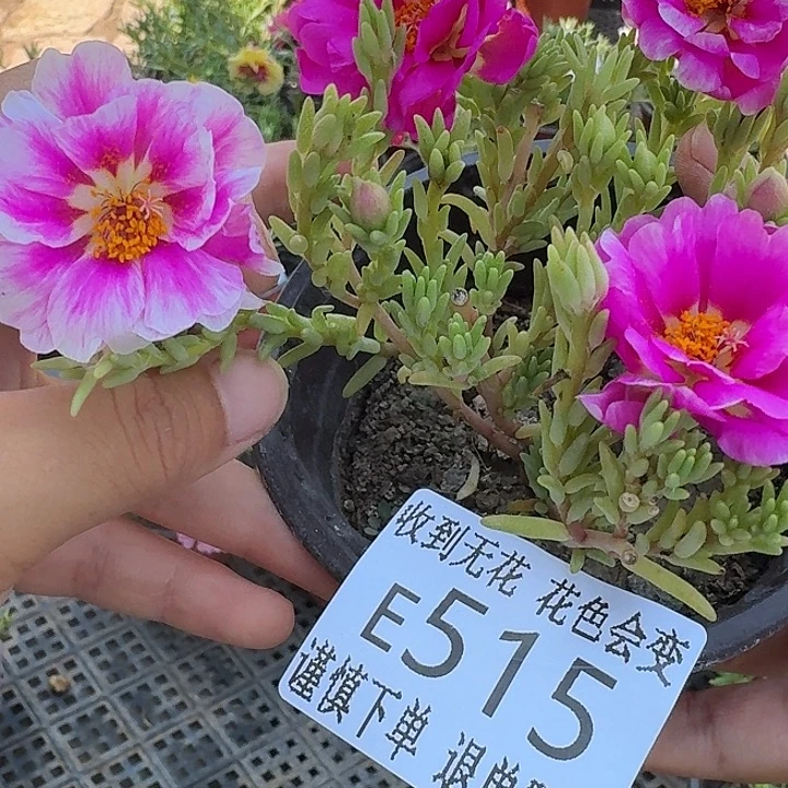无花朵E515超小苗盆口10cm