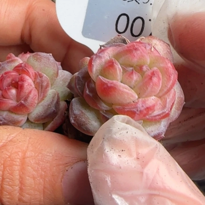 73号   琥珀双头