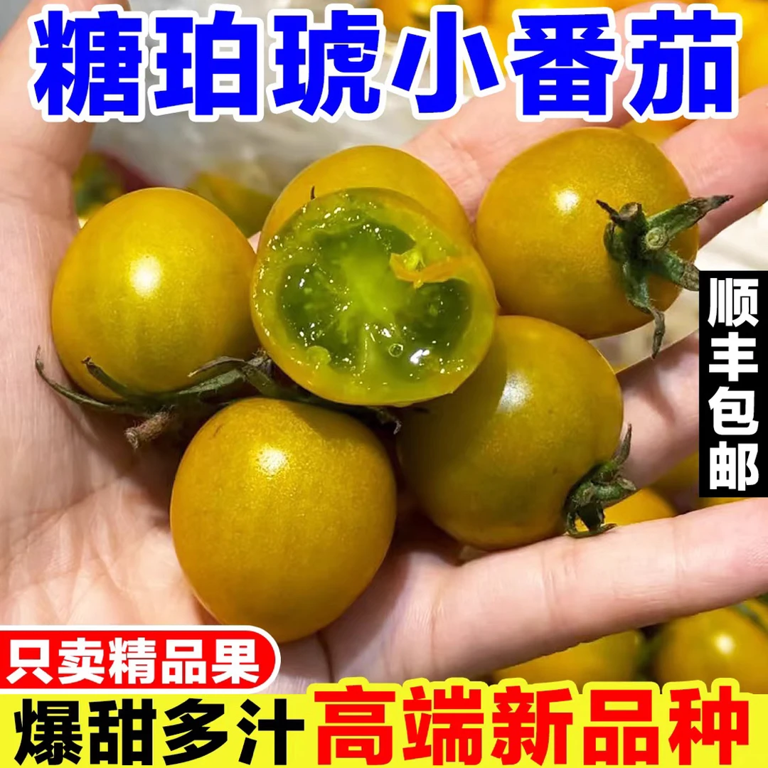 【平台推荐】糖珀琥唐伯虎小柿子绿色小番茄绿宝石小西红柿青口云南省