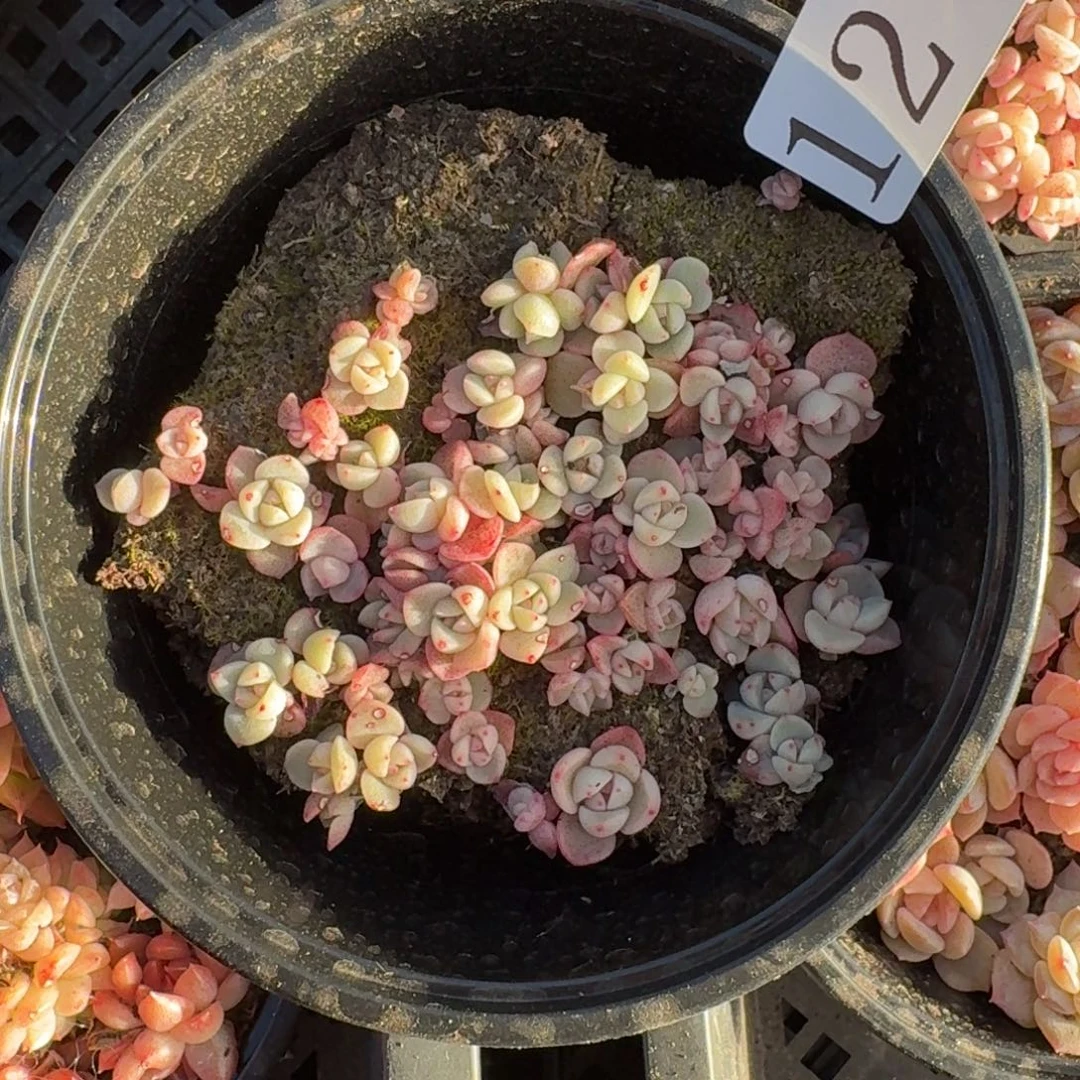 多肉植物多肉植物12