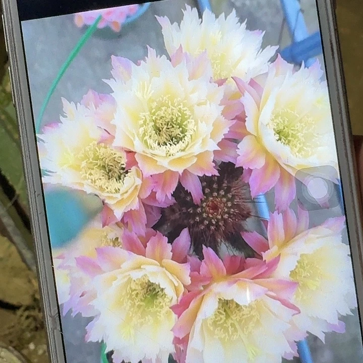 ts126侧芽高7公分毛花柱