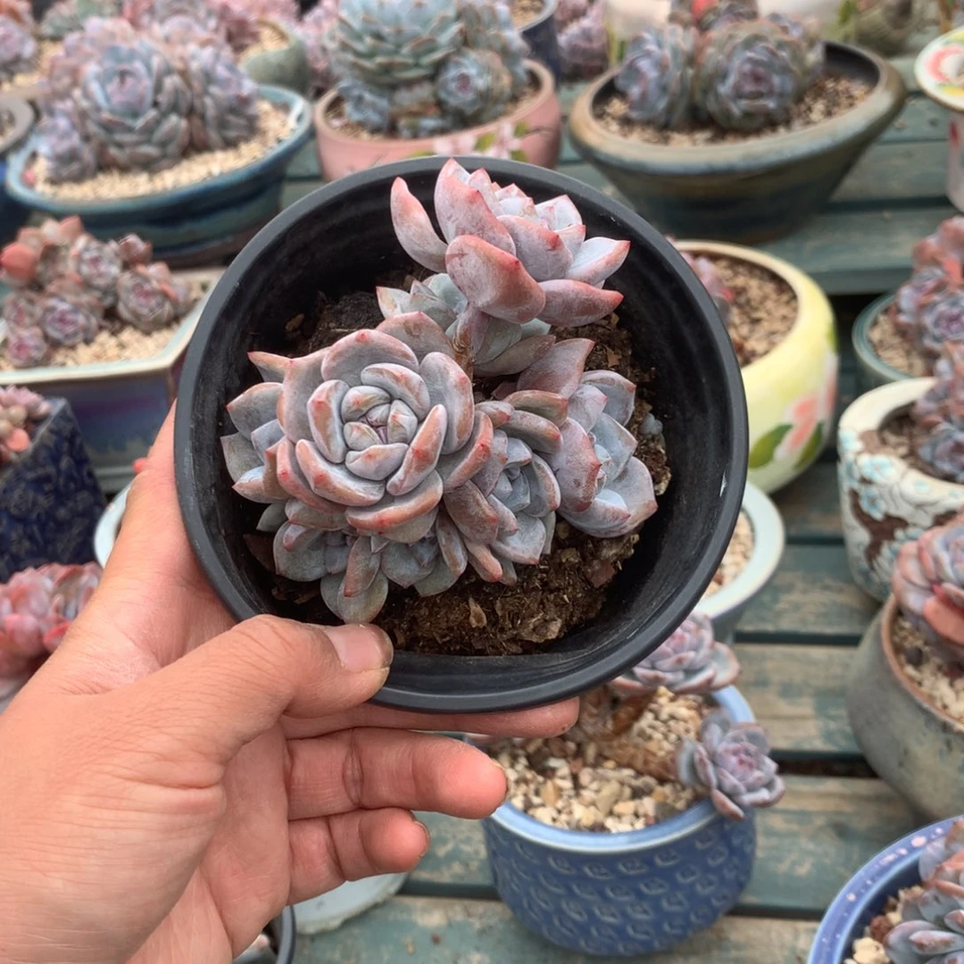 无花朵花花花花花花花花40