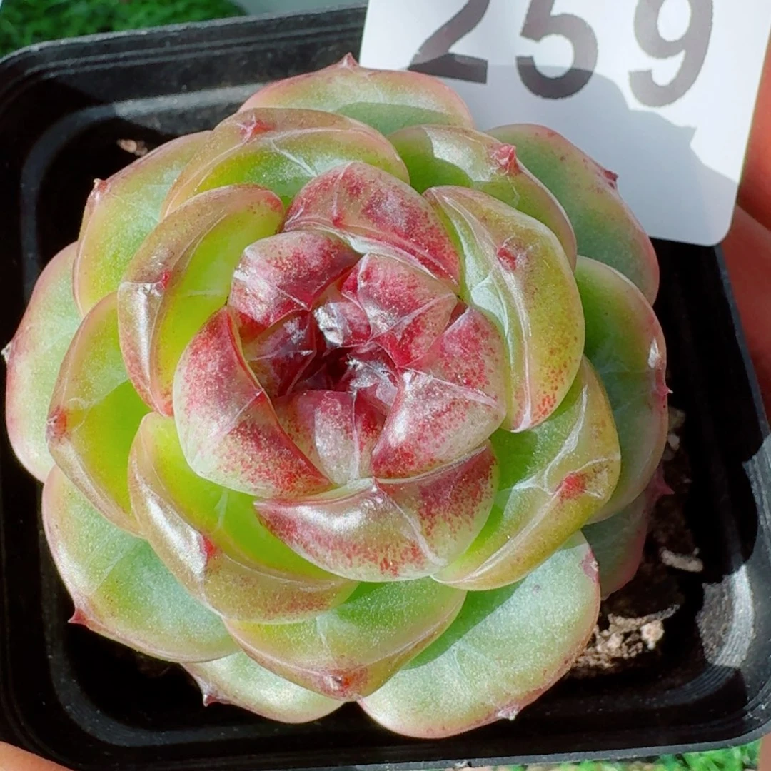 幽灵公主      愿你一路坦途，乘风破浪展宏图