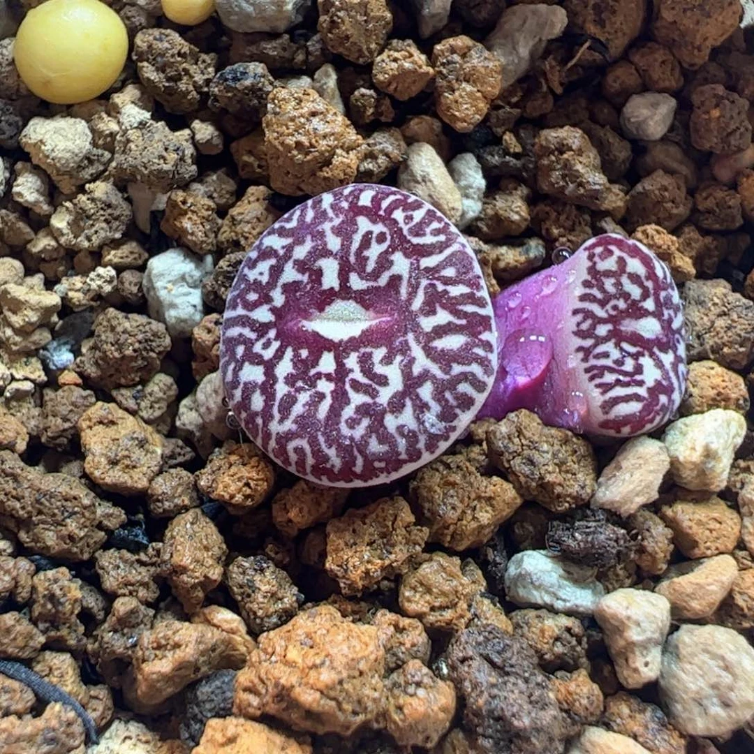 123多肉植物百科