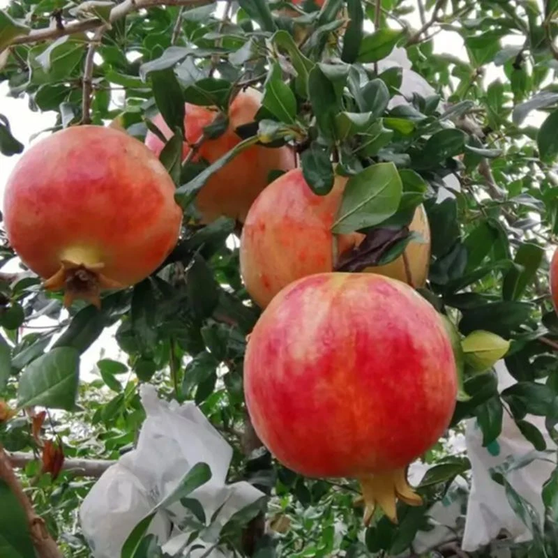 特大石榴树树苗突尼斯软籽无籽蒙阳红石榴盆栽庭院带土果苗水果树