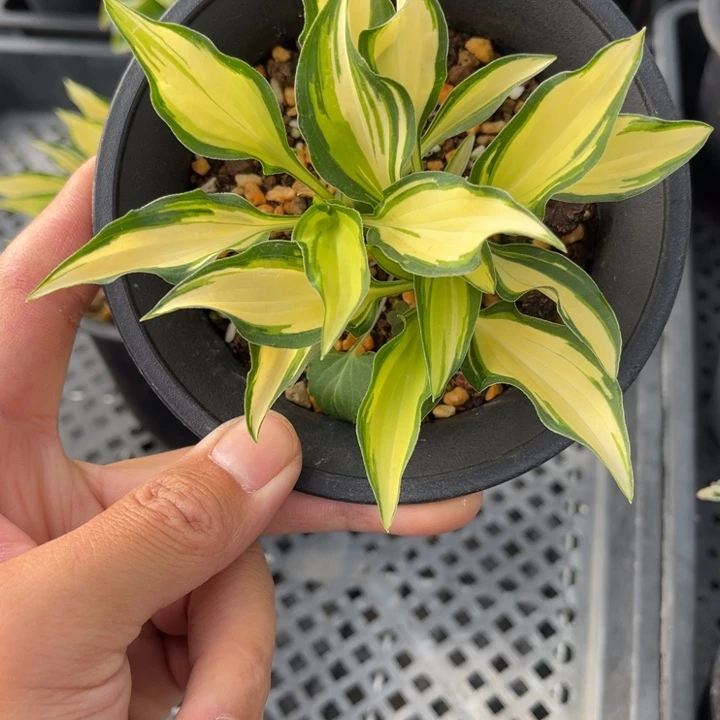 我***了山野草盆栽