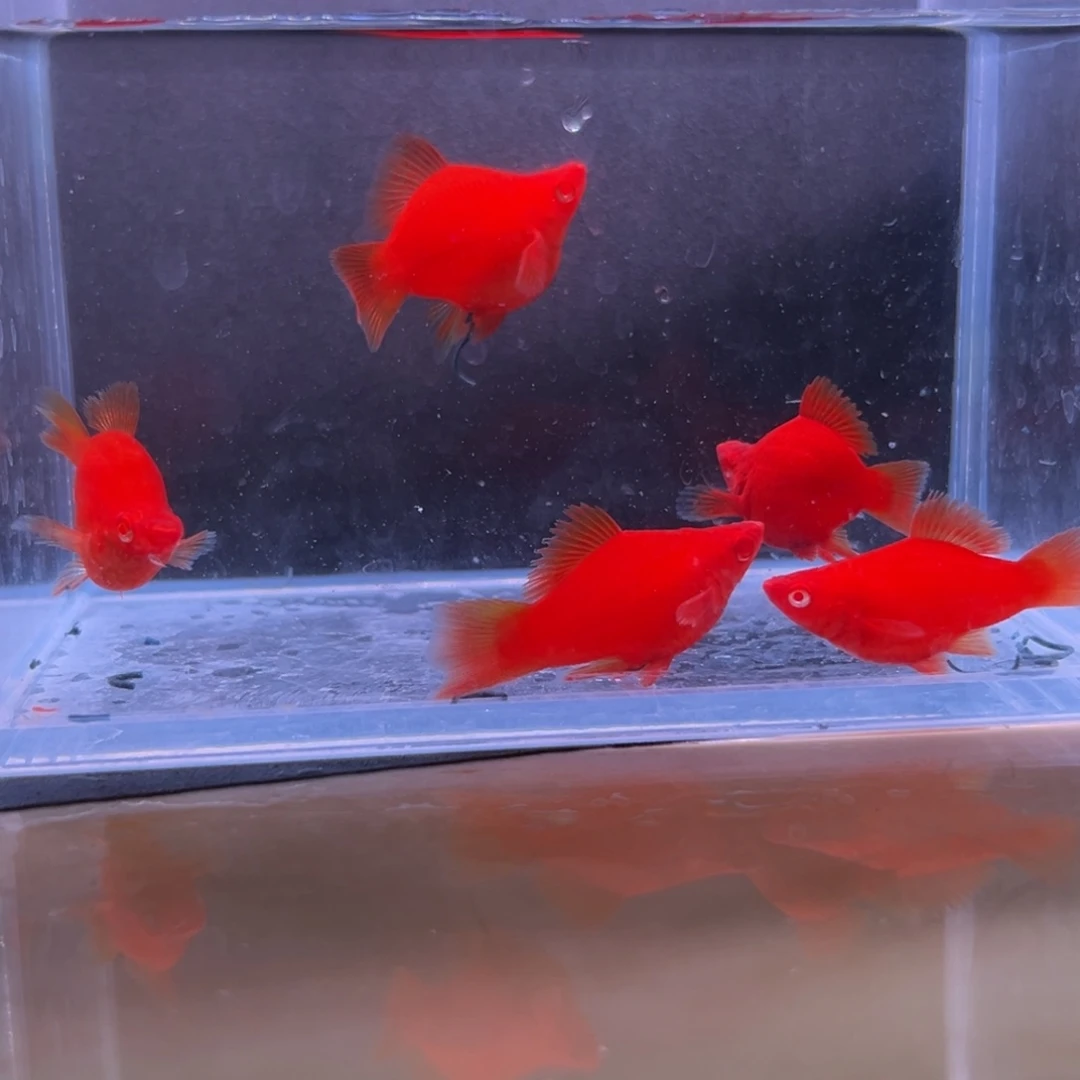 孔雀鱼红箭球一对备损三条