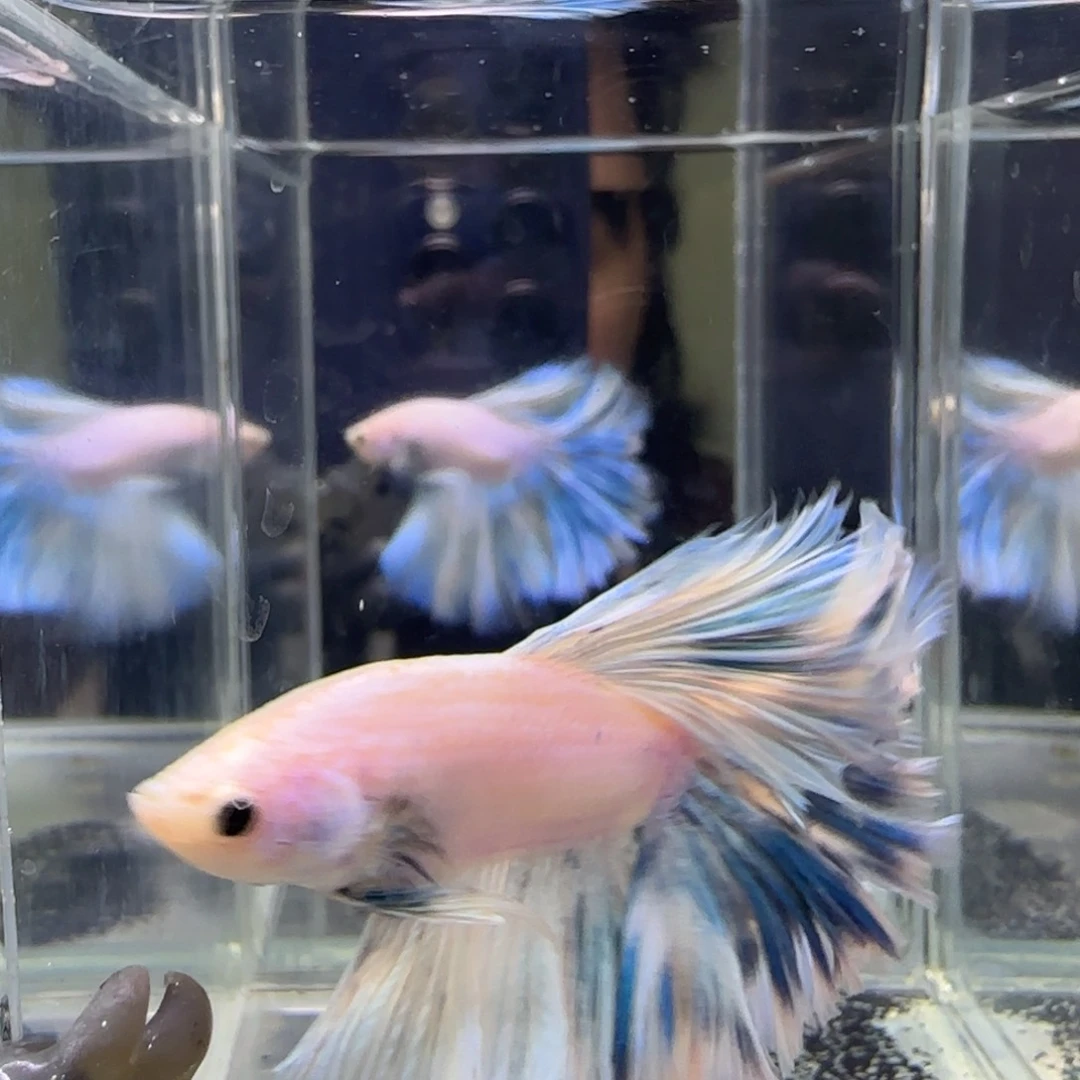 斗鱼泰国斗鱼439