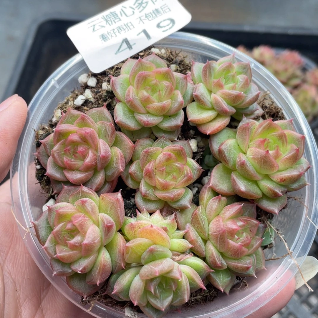 云糖心多肉植物419