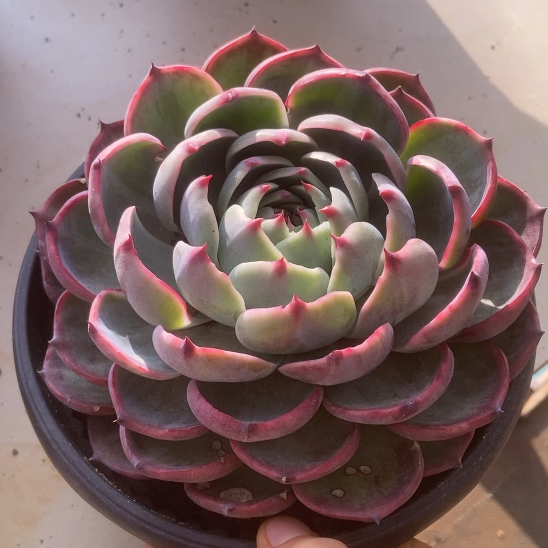 惊鸿多肉多肉多肉多肉多肉