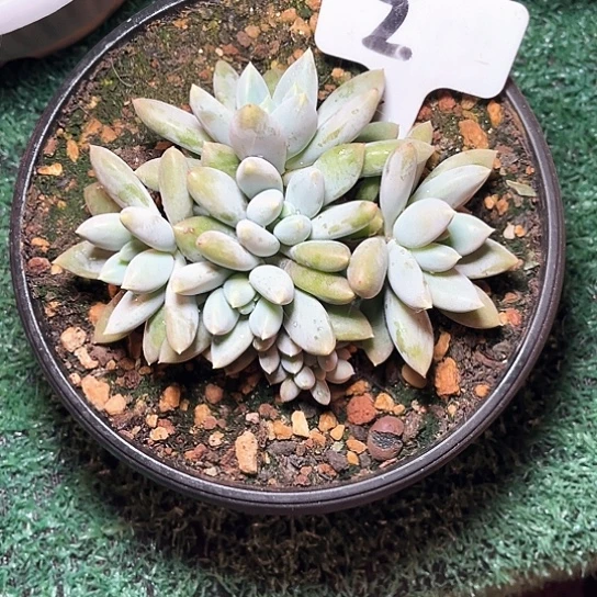 黄胖仕2号码牌子的话题
