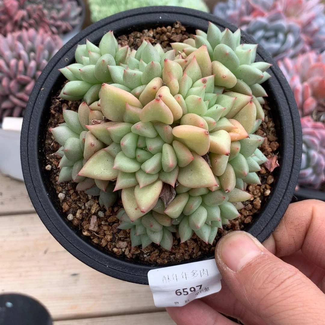 6597黄金象牙多肉一颗9.5厘米