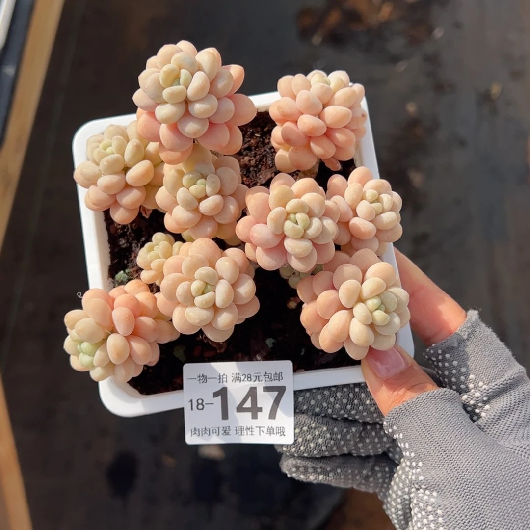 洛可可多肉多肉多肉多肉