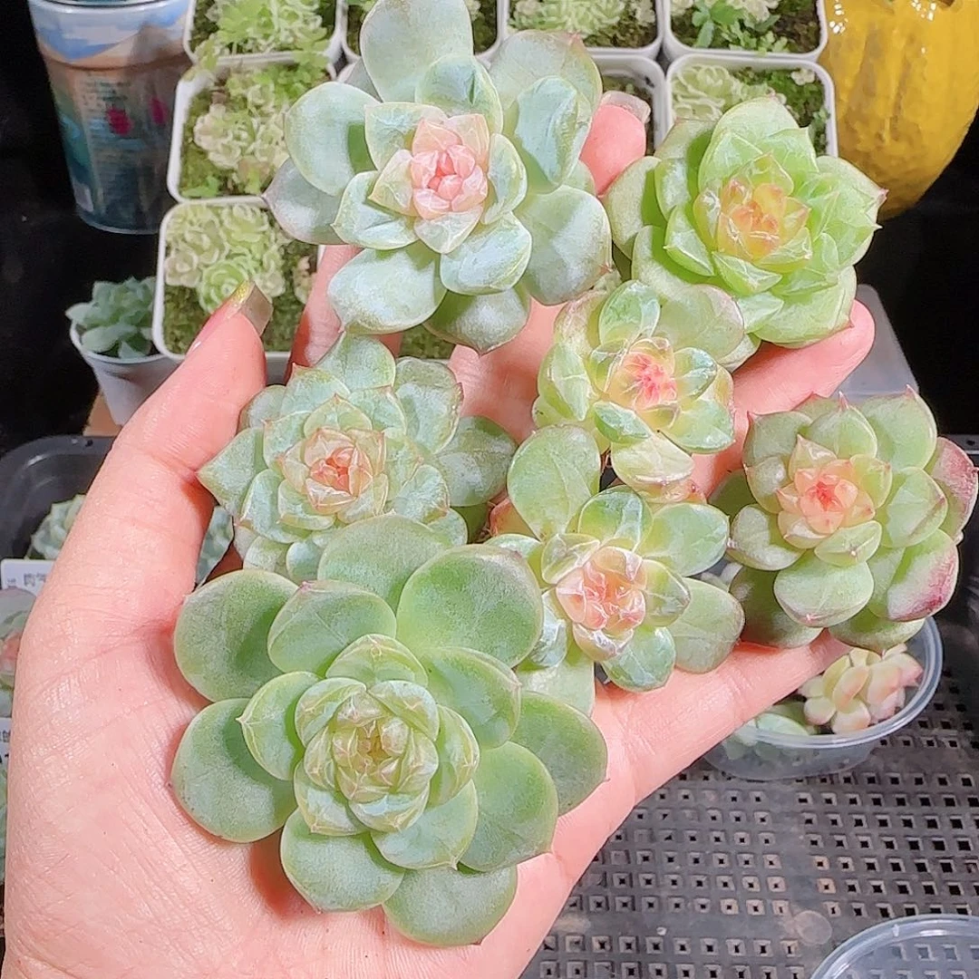 0913---94糖心珍妮