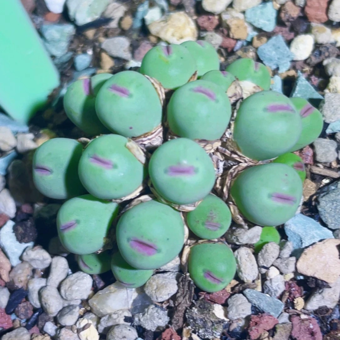 鸭嘴兽植物一物一拍