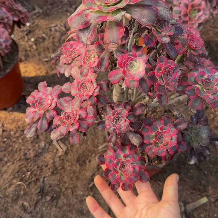 22721丽娜多肉植物