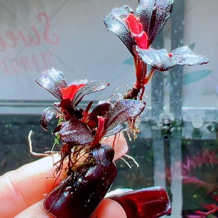 福利6号福利价植物一头