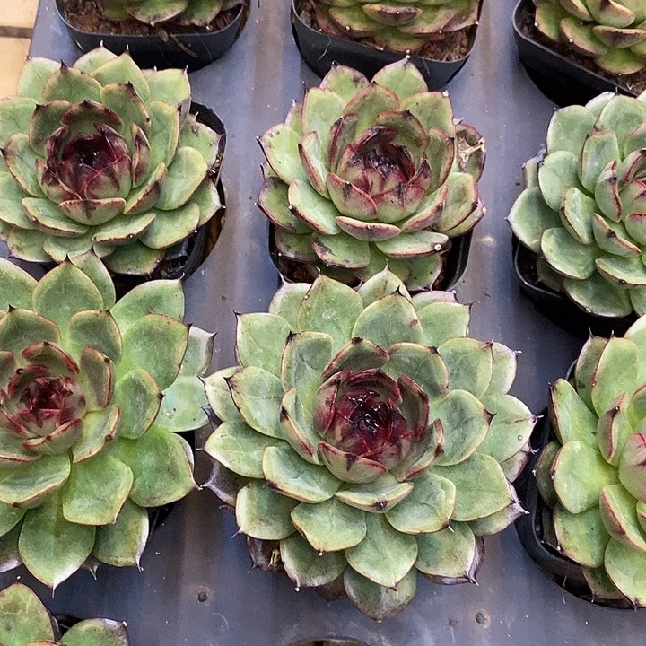 紫蔷薇福利多多去拍