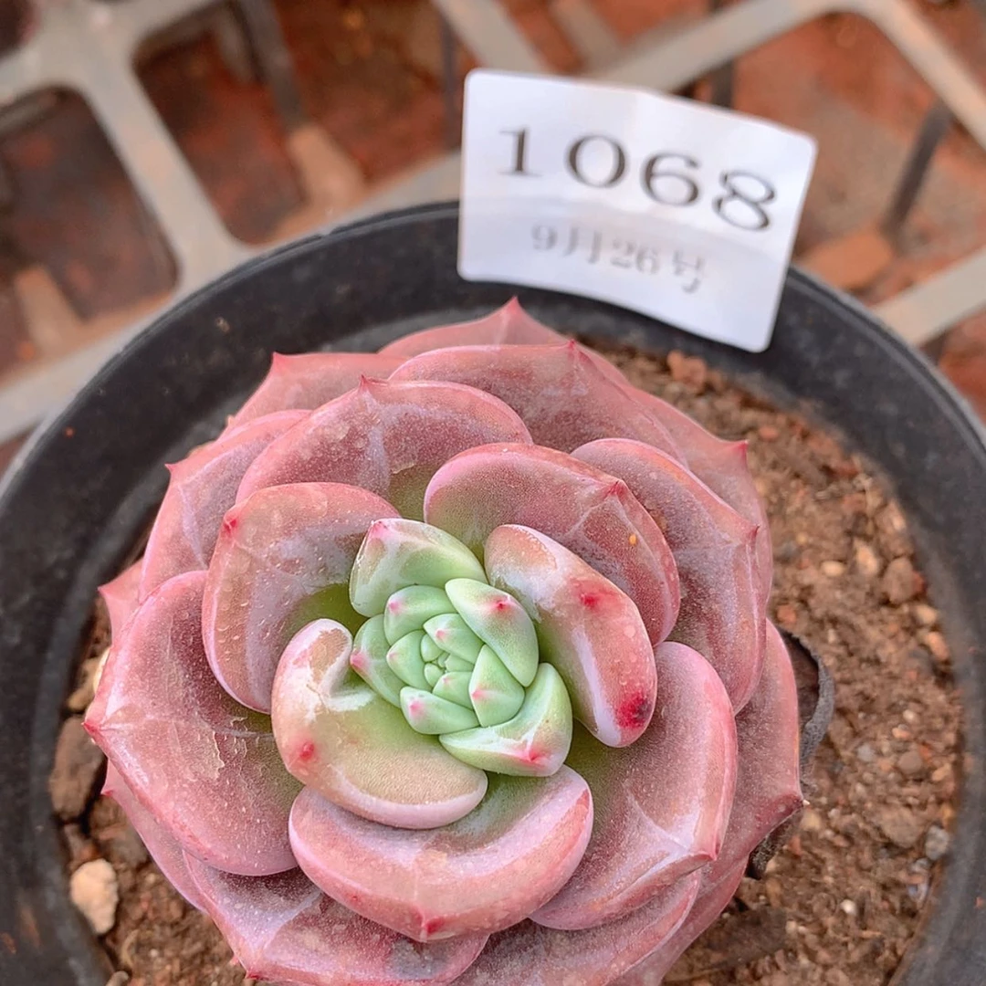 【闪购商品】云1068