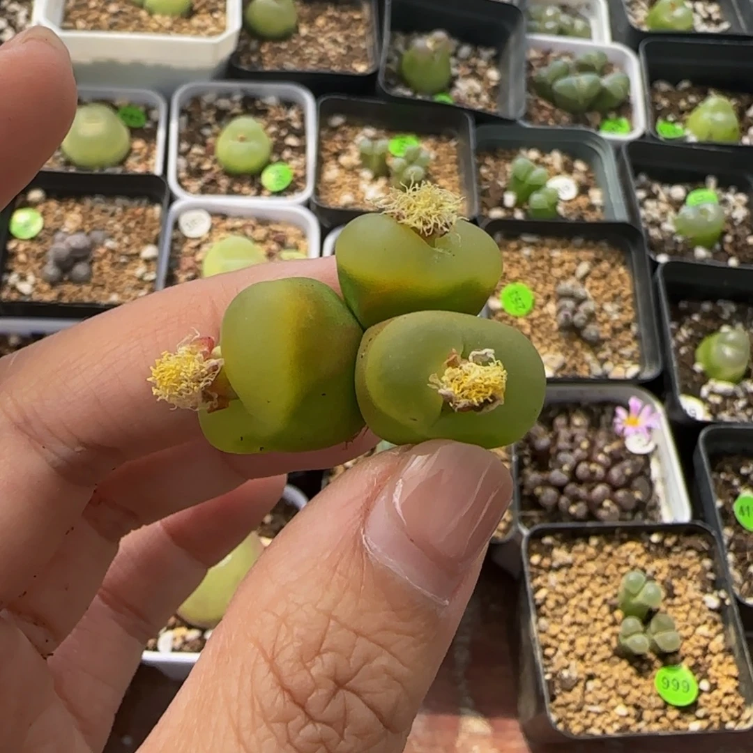3头多肉植物的和53