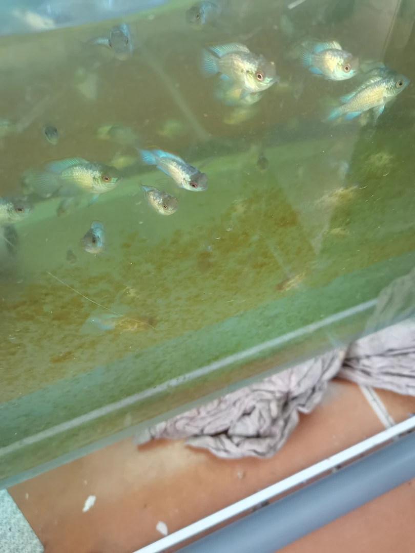湛蓝宝石鱼头尾2-3厘米一条（不包品相不包损）