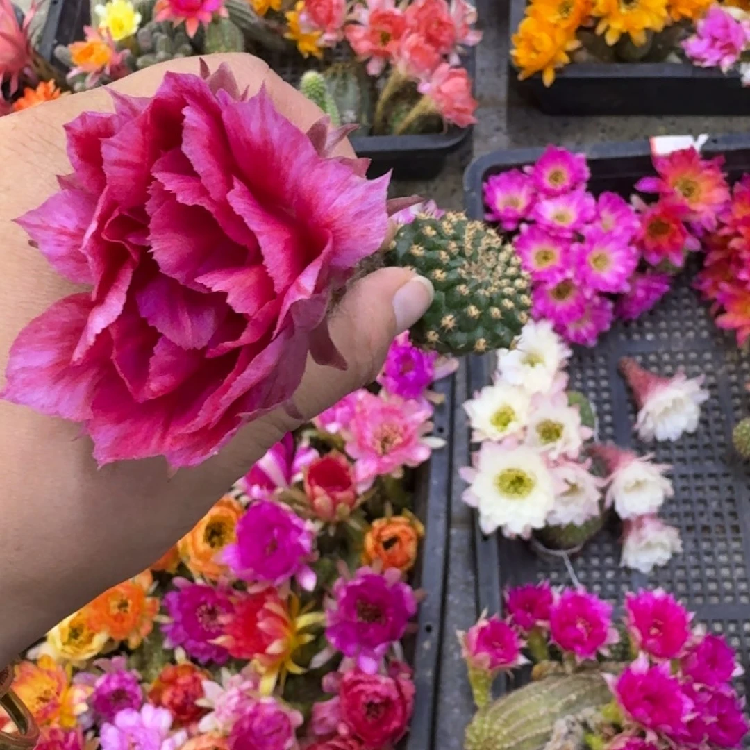 308丽花美2歪无根侧牙3公分左右