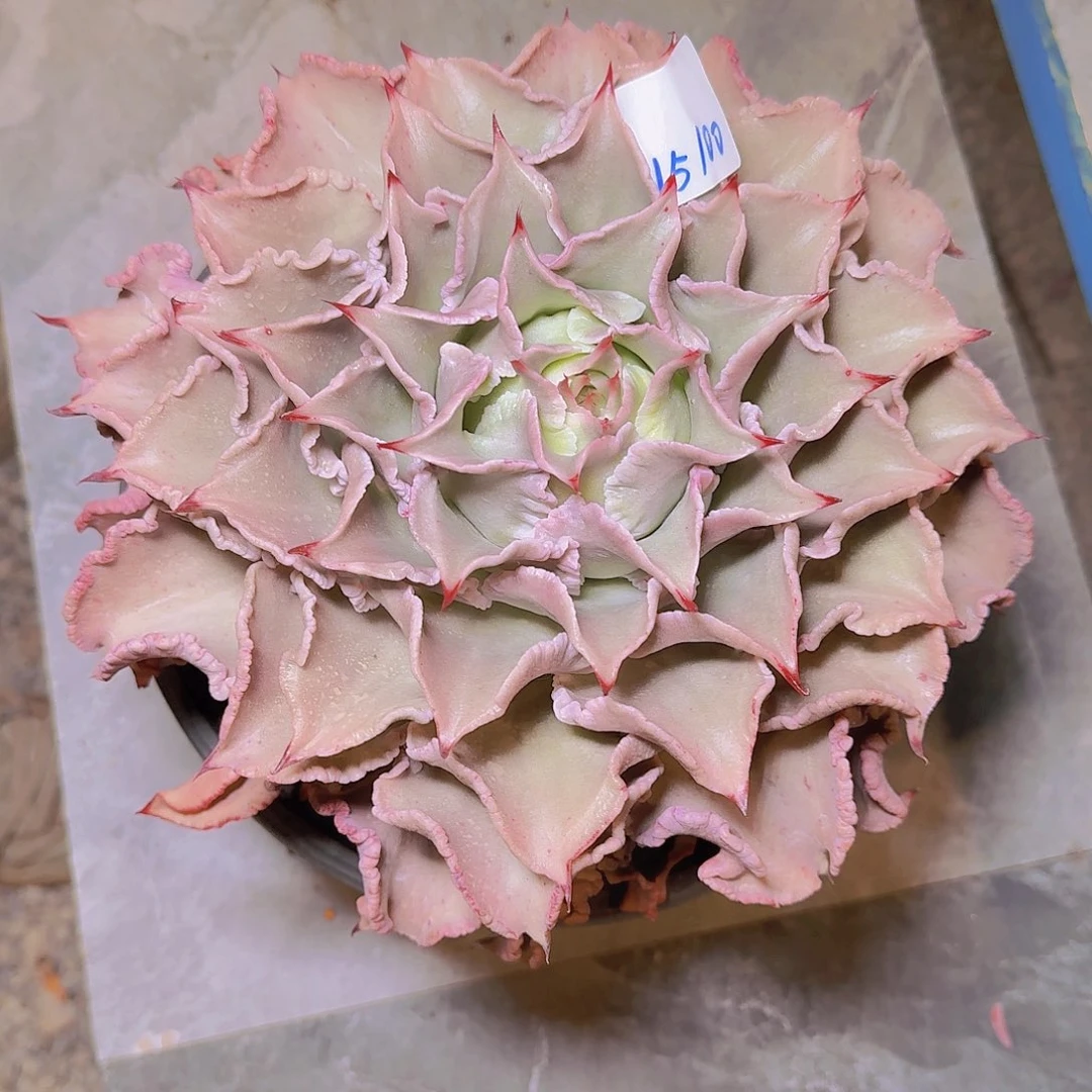 15100饺子皮多肉植物