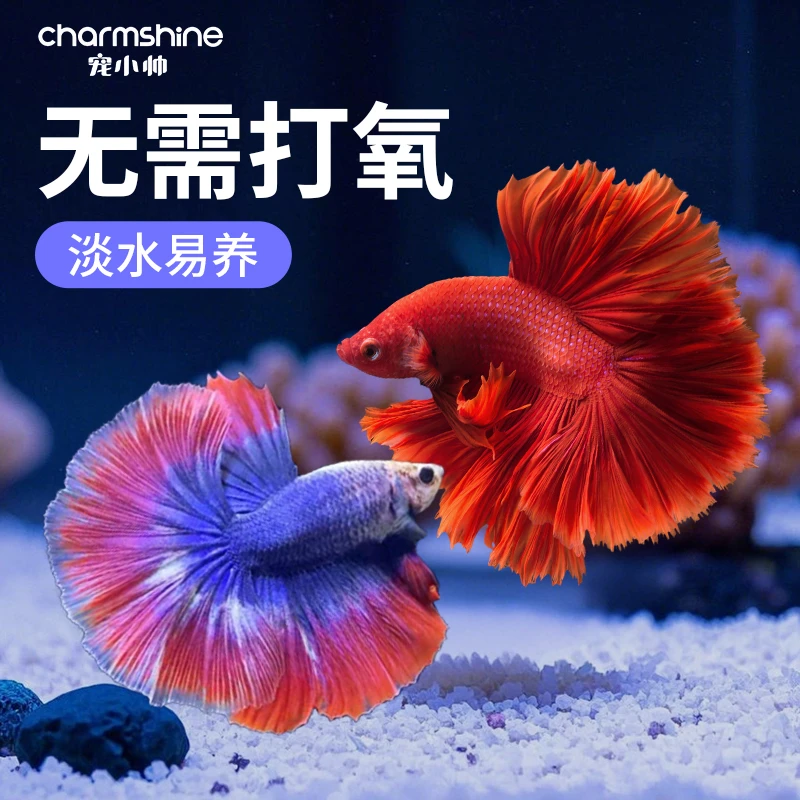 宠小帅泰国斗鱼半月公好养耐活淡水热带鱼无需打氧鱼缸小型观赏鱼