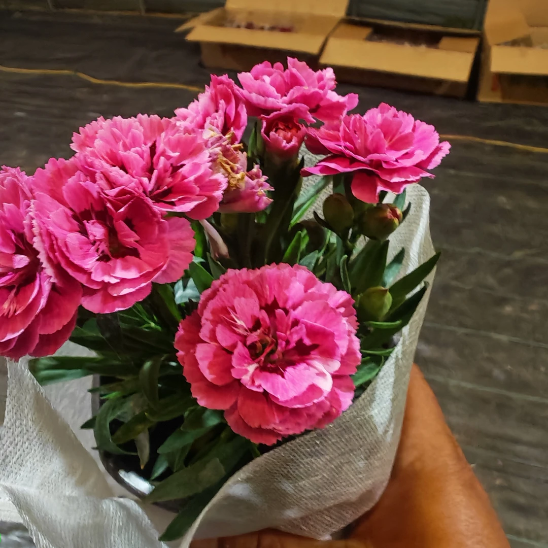 康乃馨盆栽带花苞室内绿植庭院阳台好养护多年生植物拍三发四