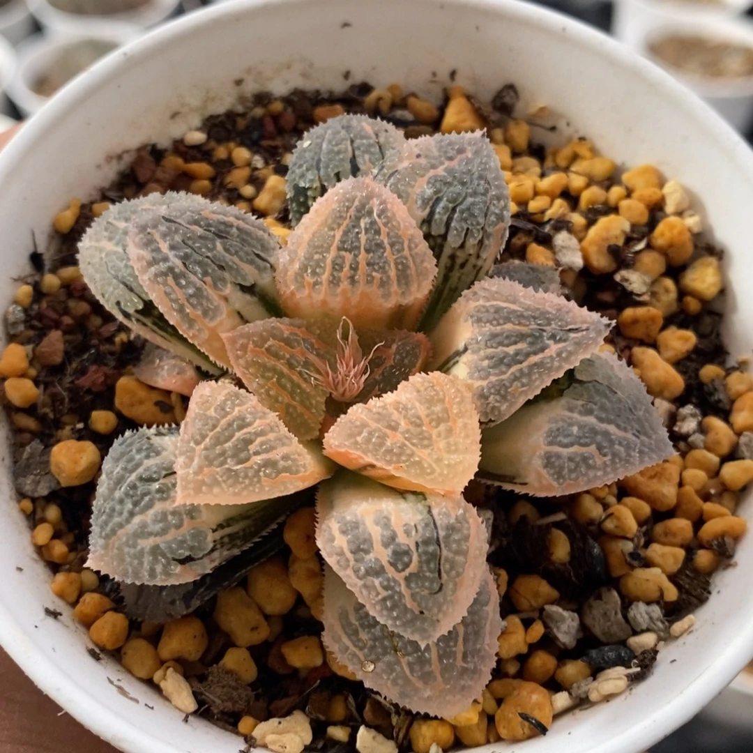 糊斑具味城锦多肉植物