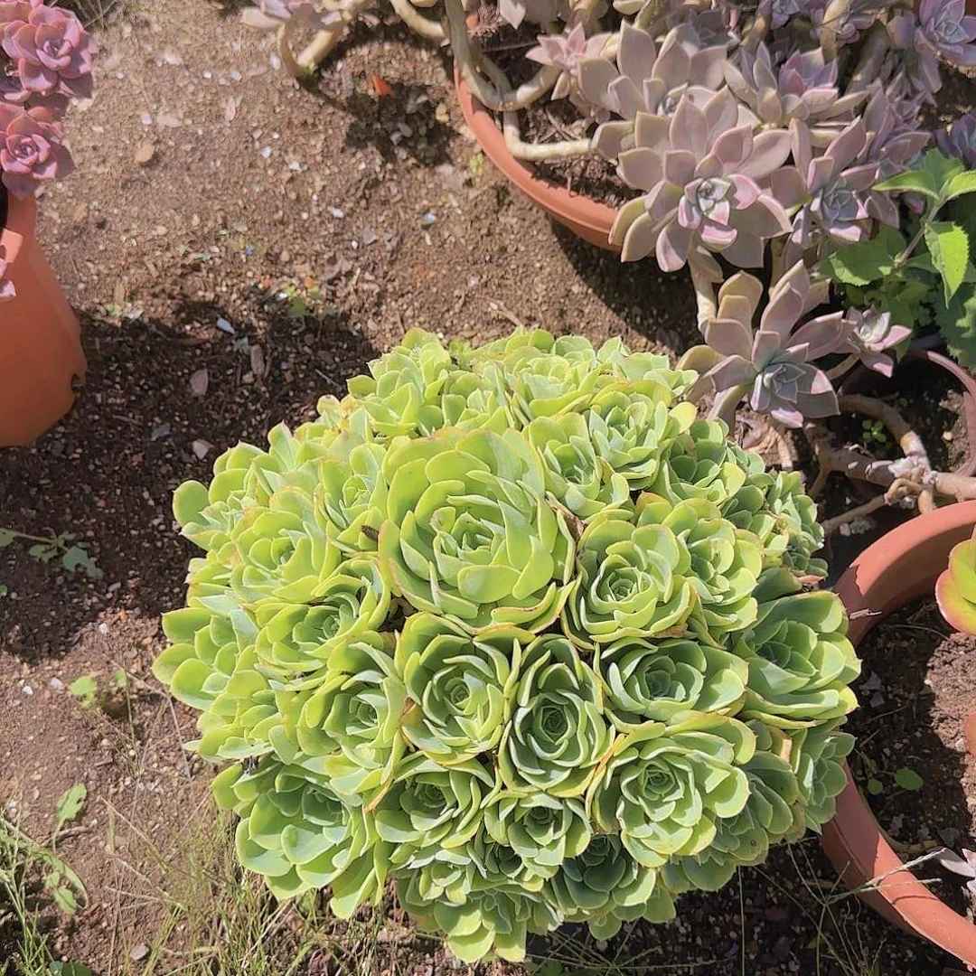 *****盆栽柠檬玫瑰多肉