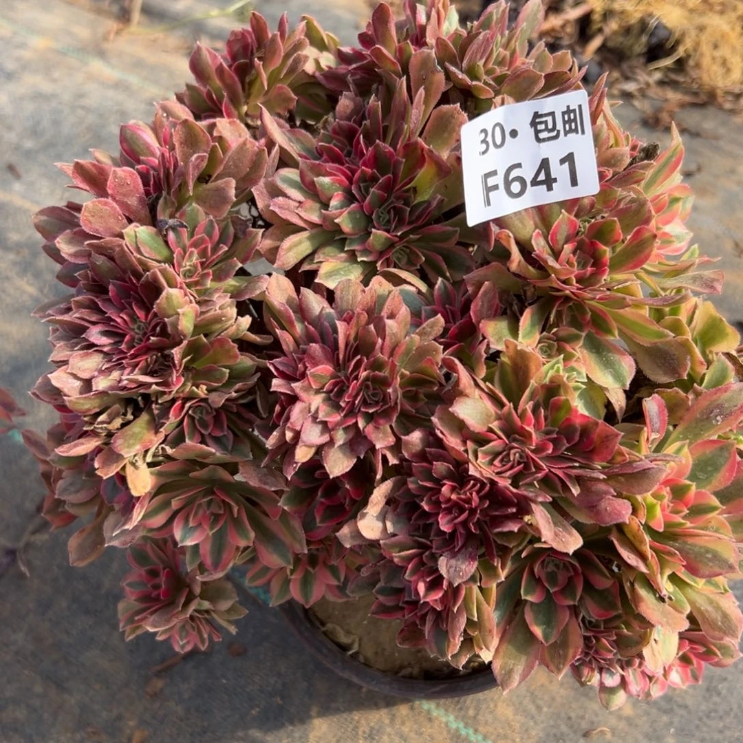 641红秀缀多肉法师