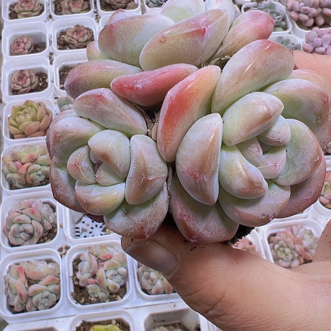 墨玉群19包邮多肉植物