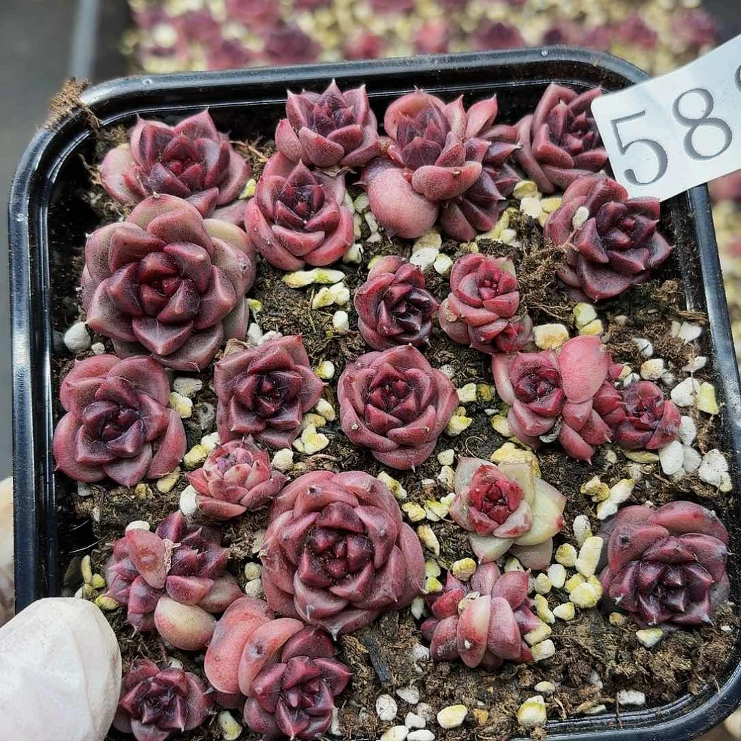 多肉植物多肉植物588